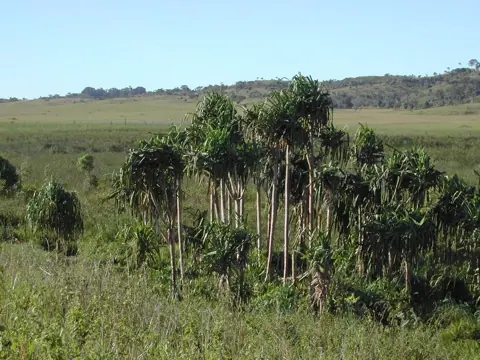 Lospalos, Timor-Leste — 'O-swamp' freshwater spring-fed wetland near Los Palos with Typha reedbeds, sedge and some Pandanus 3