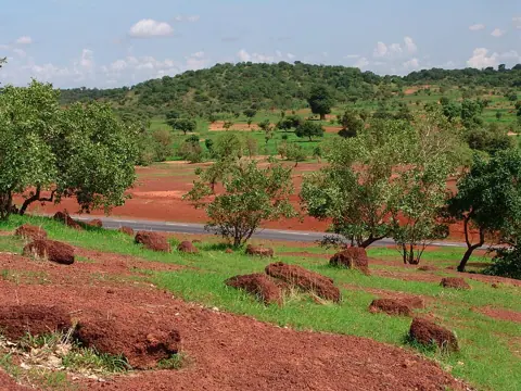 Kayes, Mali — Sahel forest near Kayes Mali
